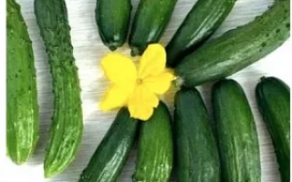 Салатний Герой