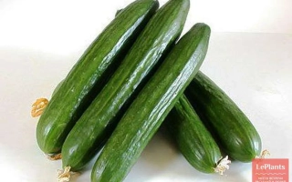 Свежие огурцы сорта Сапфир на белом фоне