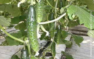 Посередині Літа