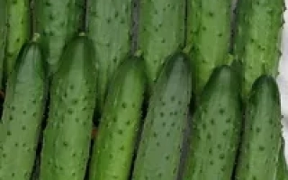 Северное сияние F1