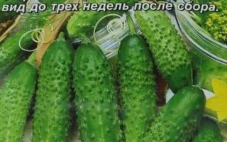 Сибирская Тройка