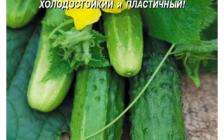 Сибирская Удача