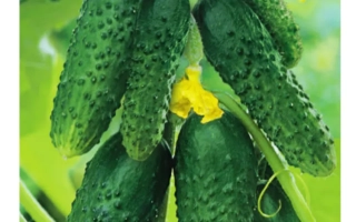 Сибирский Экспресс