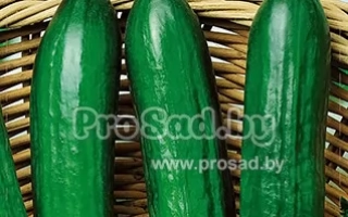 Пакет семян огурца Сириус F1 с изображением зеленых огурцов