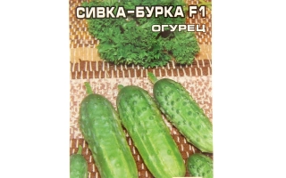 Seed packet of cucumber SIVKA-BURKA F1 with fruit illustration