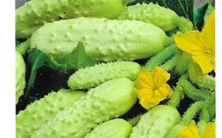 Сладкий Хруст