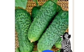 Пакет семян огурца ШРЕМСКИ с изображением зелёных огурцов