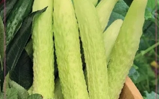 Штабс-Капитан