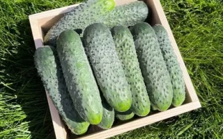 Коробка огурцов сорта Стантор на зеленой траве