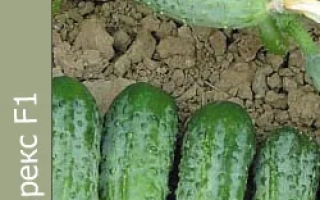 Огурец Старекс F1 на гряде с плодами
