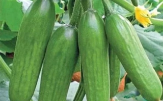 Cупер бейби