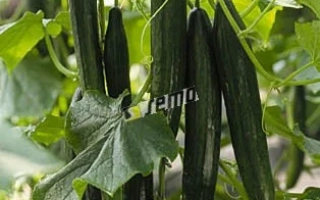 СУПЕРСТАР F1