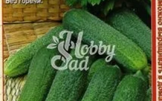 Seed packet of cucumber SHUSTRIK F1 with image of green cucumbers