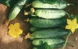 Свежие огурцы сорта СУВЕНИР F1 с цветками на фоне мешковины