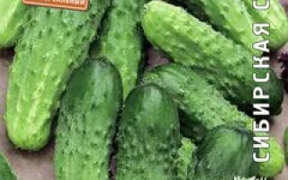 Семена огурца Светлячок на упаковке с изображением зеленых огурцов