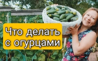 Woman holding basket of cucumbers in front of fence, text 'What to do with cucumbers' - Svetlana