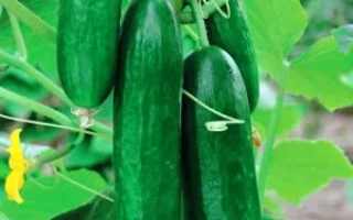 Свежие огурцы Тайфун на растении