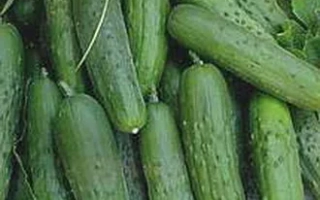 Fresh cucumbers of the Tekhas variety with flowers in the background
