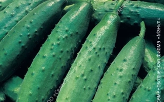 Cucumber TSXA-2693