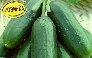 Удалые Молодцы