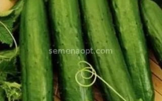 Fresh cucumbers with flowers and leaves - YURIK
