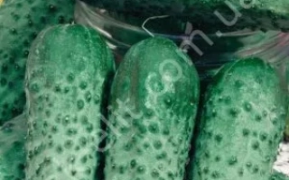 Вересневе задоволення