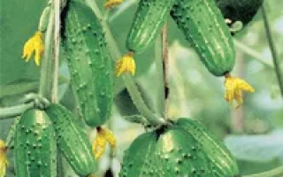 Верные друзья F1