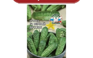 Верный Дружок