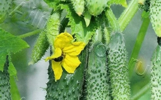 Веселый Роджер