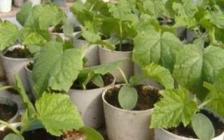 Cucumber seedlings in pots - WILLINA