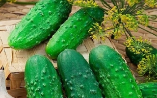 Свежие огурцы на плетеной подложке с веточками укропа и головкой чеснока - ВИТАН