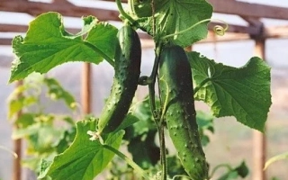 Свежие огурцы сорта Витязь на лозе в теплице