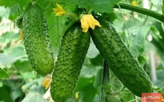 Свежие огурцы на ветке с желтым цветком - Визит