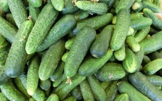 ВЛАДИВОСТОКСКИЙ 155