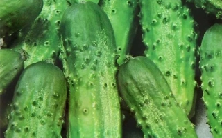 ВОЛГОДОНСКОЙ 231