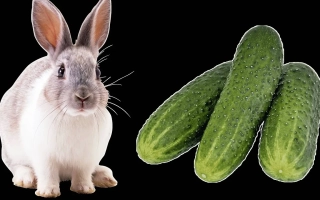 Three cucumbers and a rabbit on a black background - HARE