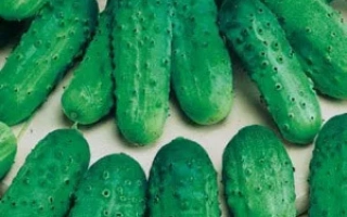 Fresh cucumbers with flowers in the background - SNACK
