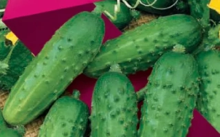 Пакет семян огурца Застольный F1 с изображением зеленых огурцов