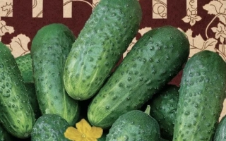 Зеленые Гномики