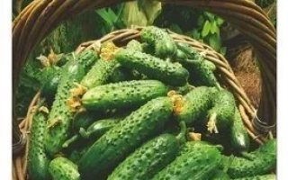 Seed packet of cucumber variety Zemlyachok F1 with fruit image