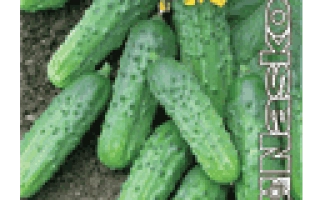 ЗУБРЬОНОК F1