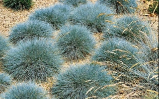 Голубая овсяница в ландшафте - Деметра