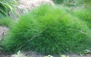 Растение овсяница в земле - ГОСТЁНКА