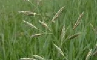 НОВОСИБИРСКАЯ 21