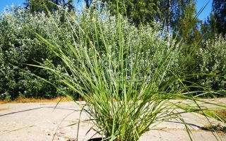 Псковская Местная