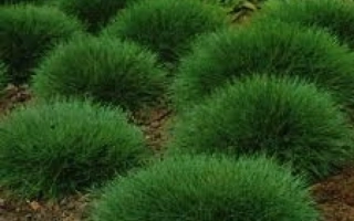 Регенерейт