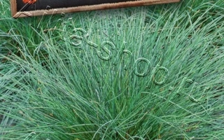 Серебрянка