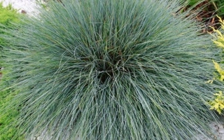 СТАВРОПОЛЬСКАЯ 20