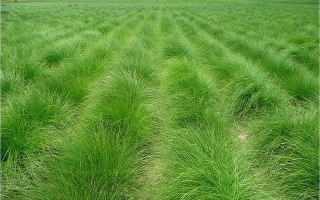 Поле овсяницы с рядами зелёной травы - Свердловская