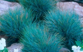 Растение овсяница сине-голубого цвета на каменистом фоне - ВЕЗЁЛКА